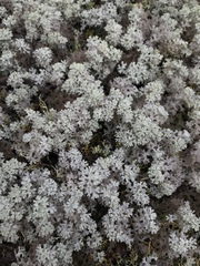 Pulchrocladia retipora