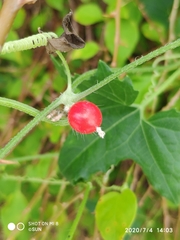 Cucumis maderaspatanus