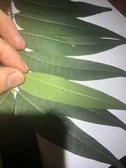 Ailanthus triphysa