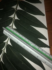 Ailanthus triphysa