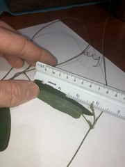 Hardenbergia violacea