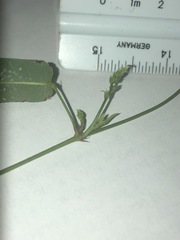 Hardenbergia violacea