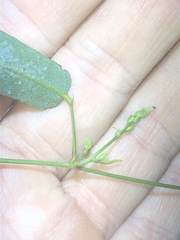 Hardenbergia violacea