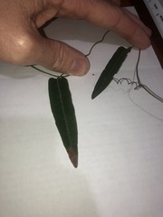 Hardenbergia violacea