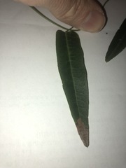 Hardenbergia violacea