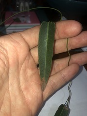 Hardenbergia violacea