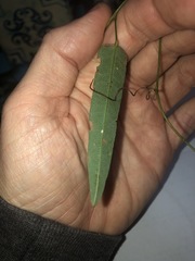 Hardenbergia violacea