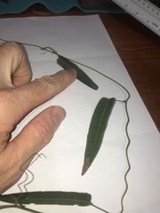 Hardenbergia violacea