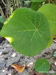 Macaranga grandifolia