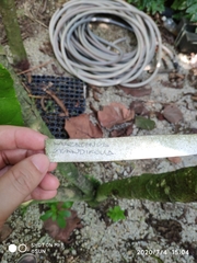 Macaranga grandifolia