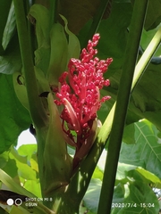 Macaranga grandifolia