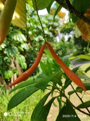Tabernaemontana aurantiaca