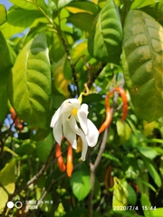 Tabernaemontana aurantiaca