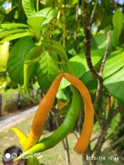 Tabernaemontana aurantiaca