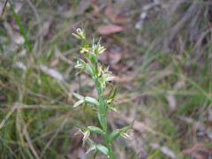 Prasophyllum pruinosum