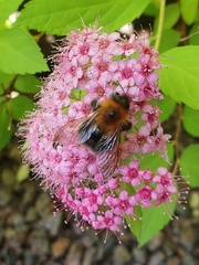 Bombus hypnorum