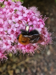 Bombus hypnorum