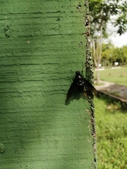 Satyramoeba bipunctata