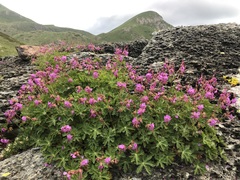 Geranium macrorrhizum