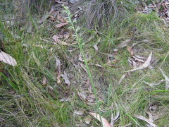 Prasophyllum pruinosum