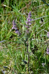 Stachys ajugoides