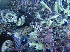 Bellapiscis lesleyae