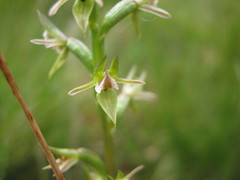 Prasophyllum pruinosum