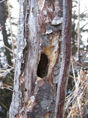 Poecile atricapillus