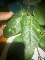 Parsonsia fulva