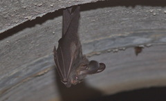 Megaderma spasma