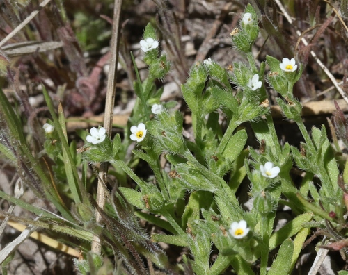 Plagiobothrys hispidulus
