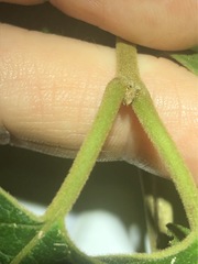 Parsonsia fulva