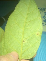 Parsonsia fulva