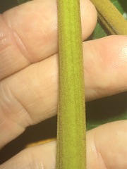 Parsonsia fulva