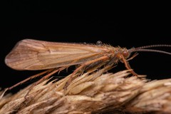 Limnephilus nigriceps