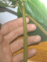 Parsonsia fulva