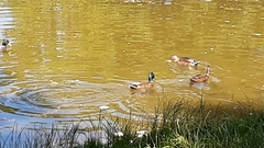Anas platyrhynchos