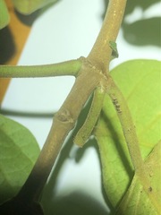 Parsonsia fulva