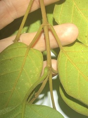 Parsonsia fulva