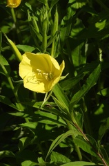 Oenothera oehlkersi