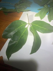 Cissus sterculiifolia