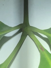 Cissus sterculiifolia