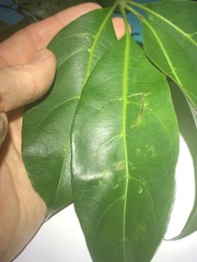 Cissus sterculiifolia