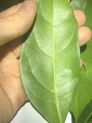 Cissus sterculiifolia