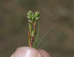 Polygonum polygaloides kelloggii