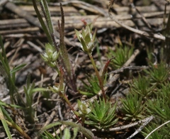 Polygonum polygaloides kelloggii