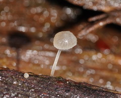 Mycena piringa