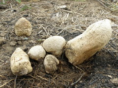 Chlorophyllum agaricoides