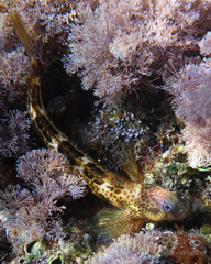 Microlipophrys canevae