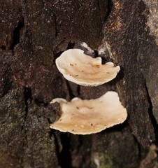 Clitocybe semiocculta